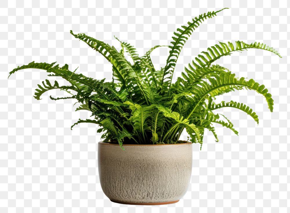 PNG Plant fern leaf houseplant. 