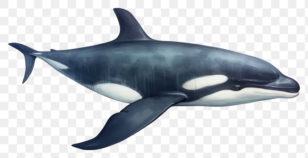 PNG Whale animal mammal shark. AI generated Image by rawpixel.