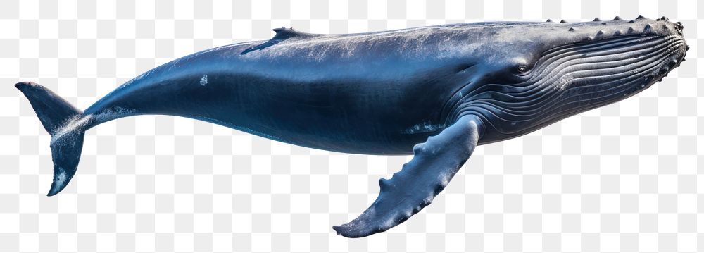 PNG Whale swimming animal mammal