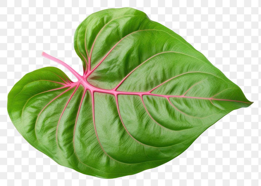 PNG Plant leaf xanthosoma freshness. 