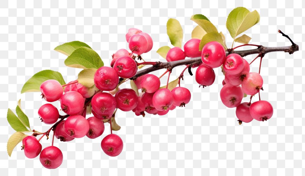 PNG Cherry plant fruit lingonberry. AI generated Image by rawpixel.