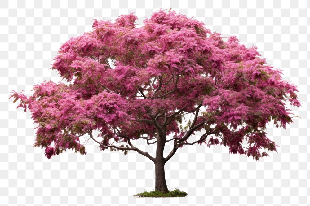 PNG Blossom plant maple tree. 