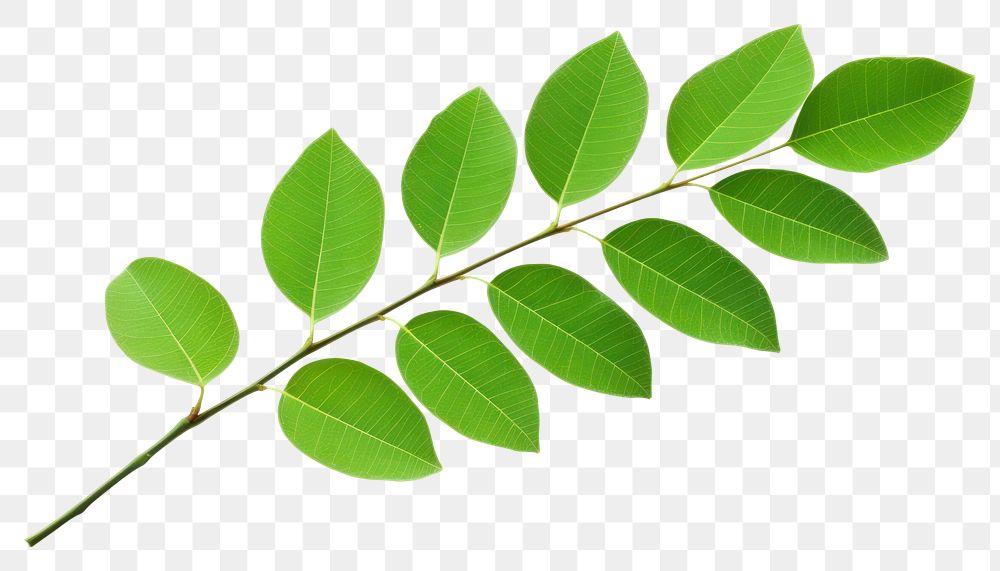 PNG Plant leaf tree astragalus. AI generated Image by rawpixel.