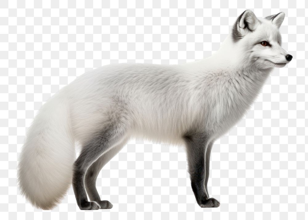 PNG  Wildlife animal mammal fox. AI generated Image by rawpixel.