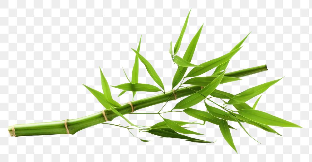 PNG Bamboo plant transparent background freshness. 