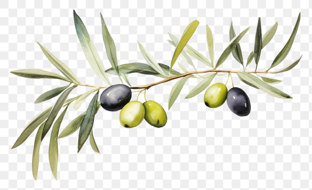 PNG Branch olive plant food. AI generated Image by rawpixel.
