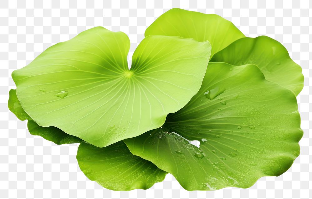 PNG Leaf plant petal green. AI generated Image by rawpixel.