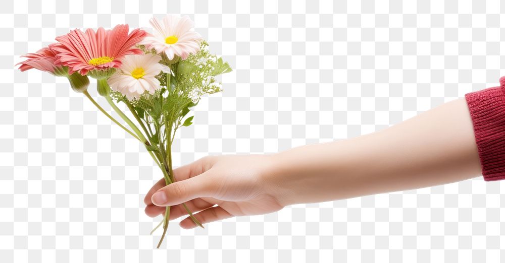 PNG Flower finger plant daisy. AI generated Image by rawpixel.