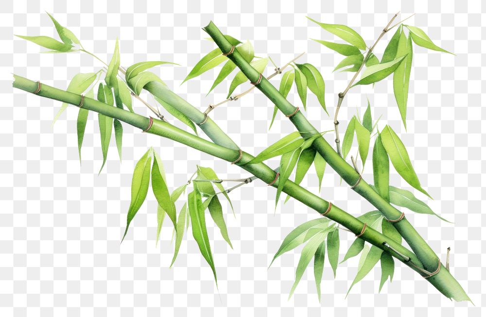 PNG Bamboo plant freshness vegetable. 