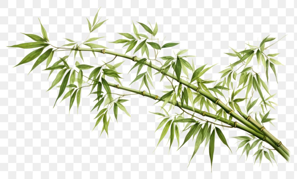 PNG Bamboo plant transparent background freshness. 