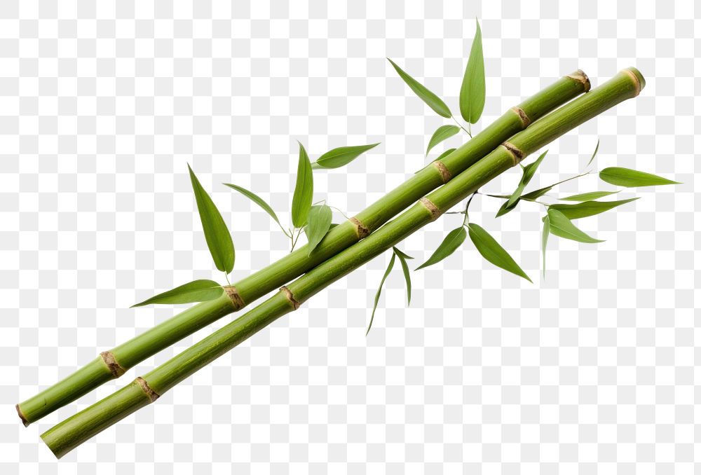 PNG Bamboo plant transparent background asparagus. AI generated Image by rawpixel.