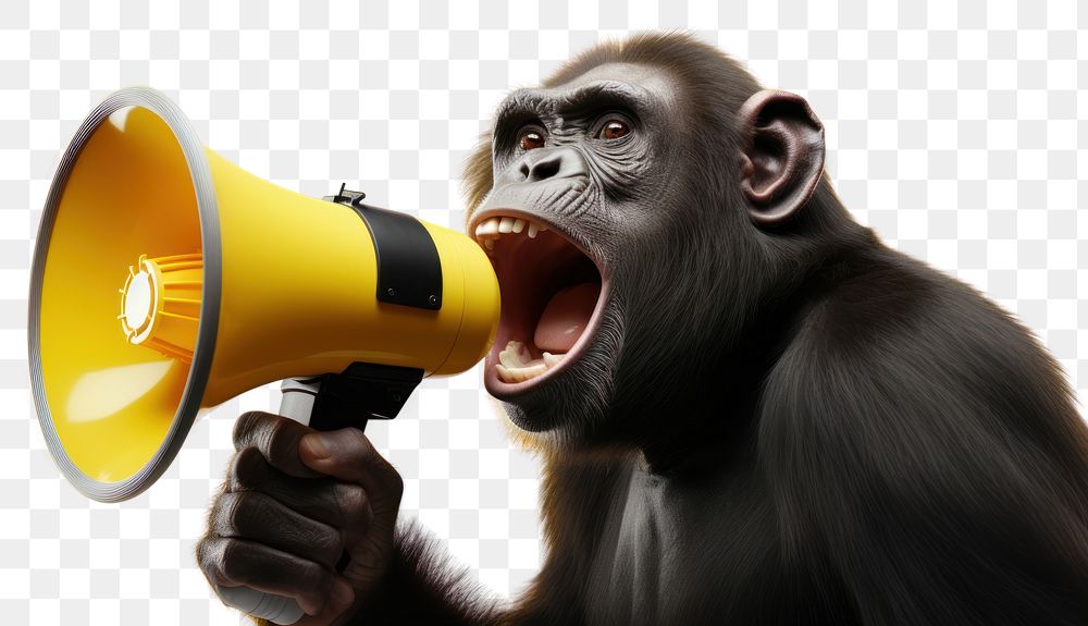 PNG Chimpanzee wildlife shouting mammal. AI generated Image by rawpixel.