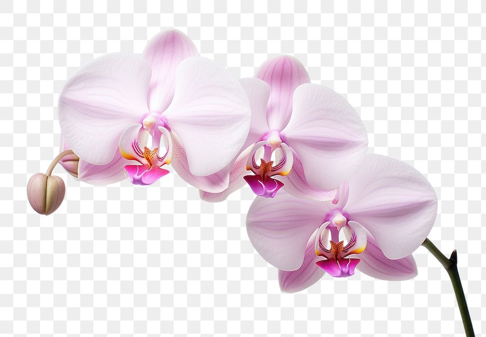 PNG  Blossom orchid flower plant. AI generated Image by rawpixel.