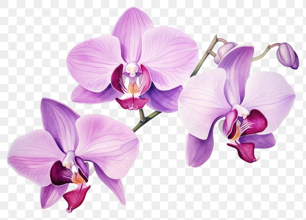 PNG Orchid flower plant  