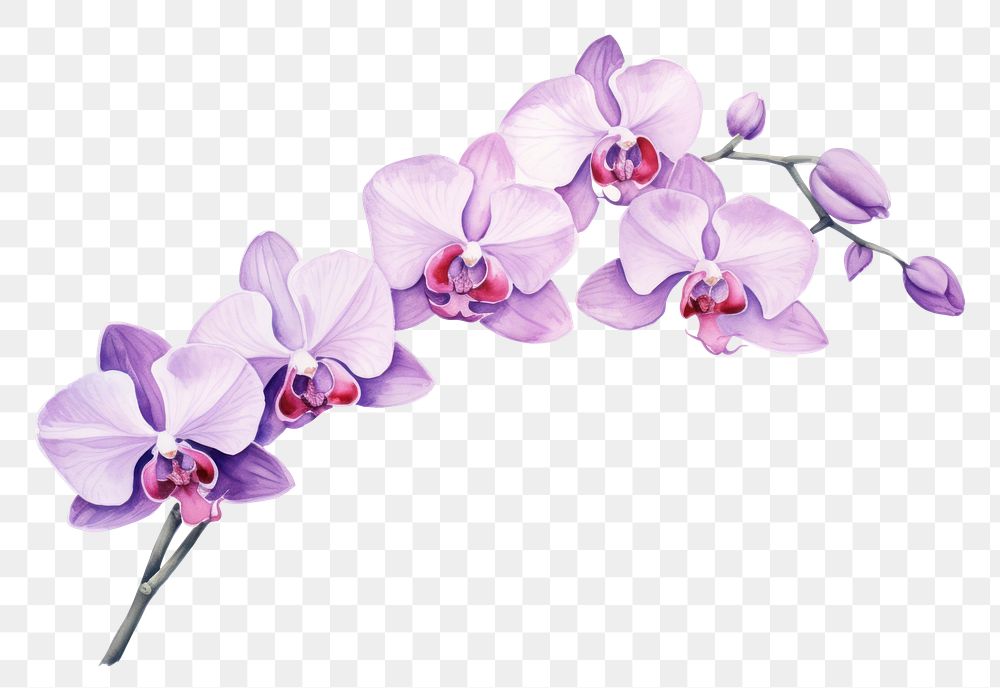 PNG  Blossom flower orchid plant. AI generated Image by rawpixel.