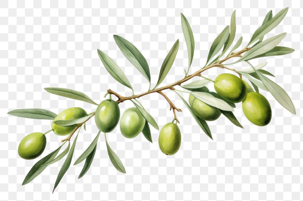 PNG Branch plant olive green. 