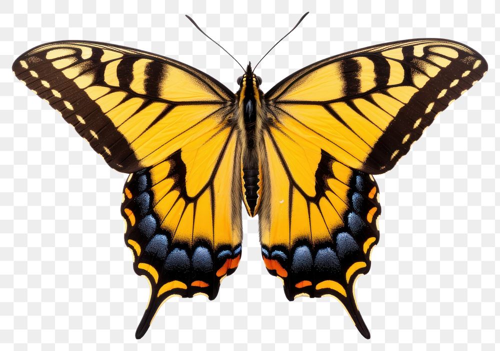 PNG Butterfly animal insect  