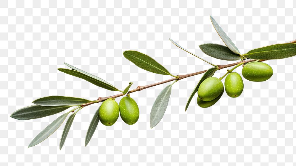 PNG Branch plant olive leaf. 