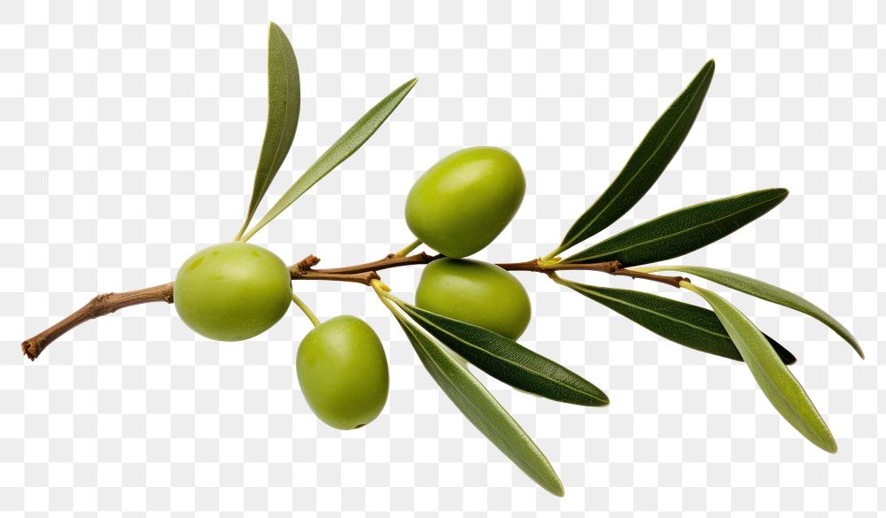 PNG Branch plant olive leaf. 