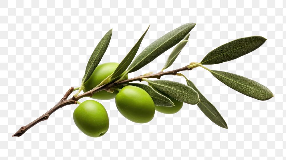 PNG Branch olive fruit plant. AI generated Image by rawpixel.