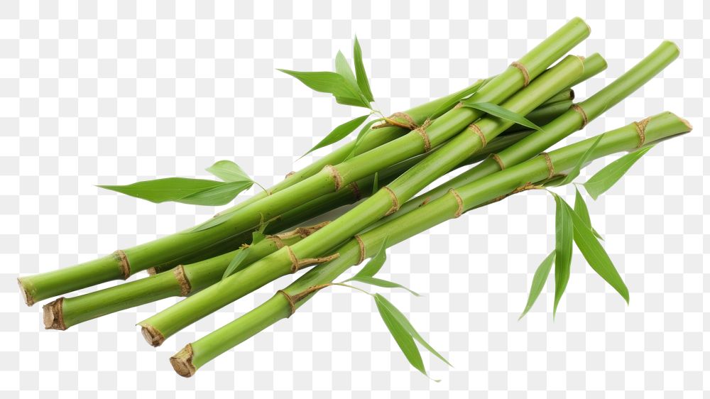 PNG Bamboo plant transparent background asparagus. AI generated Image by rawpixel.