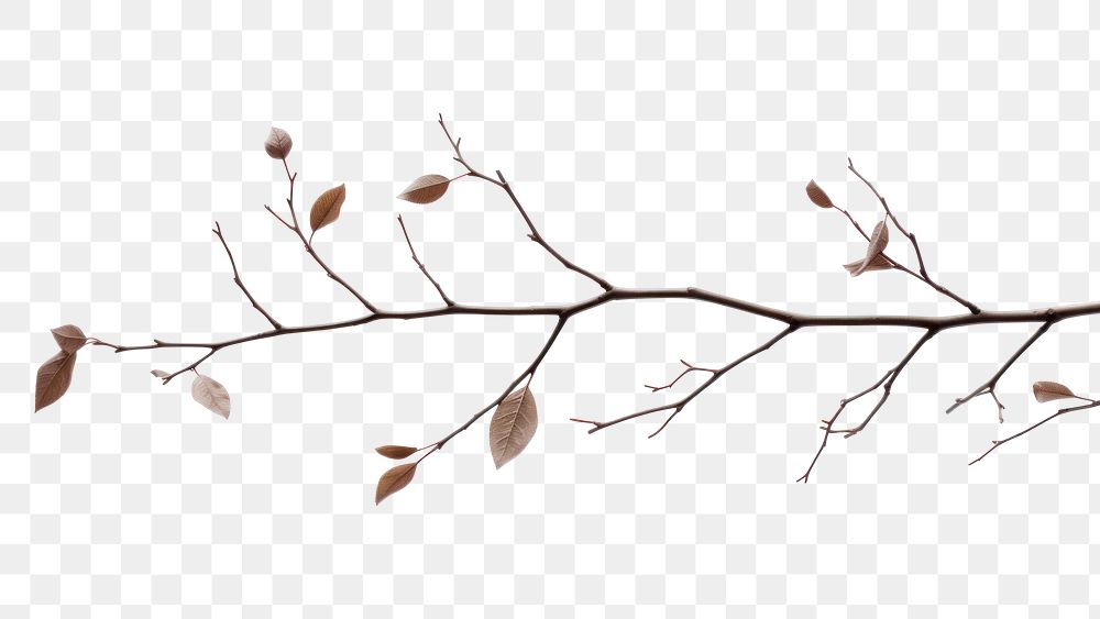 PNG Branch plant leaf tree. AI generated Image by rawpixel.