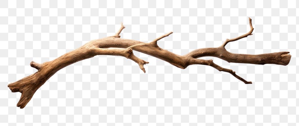 PNG Driftwood branch antler tree. AI generated Image by rawpixel.