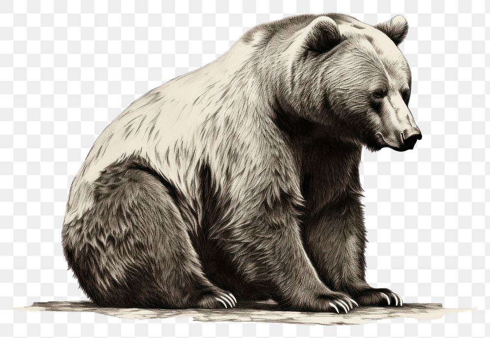 PNG Bear wildlife drawing mammal. AI generated Image by rawpixel.