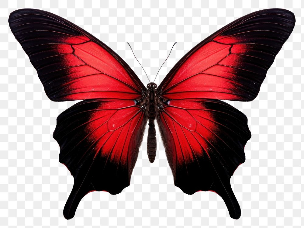 PNG Butterfly animal insect  