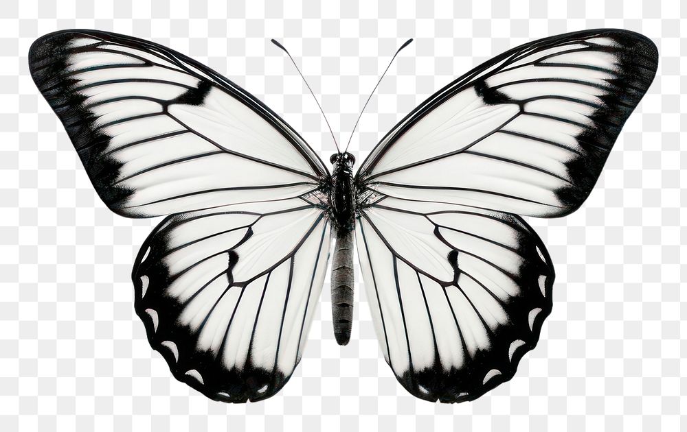 PNG Butterfly animal insect invertebrate.