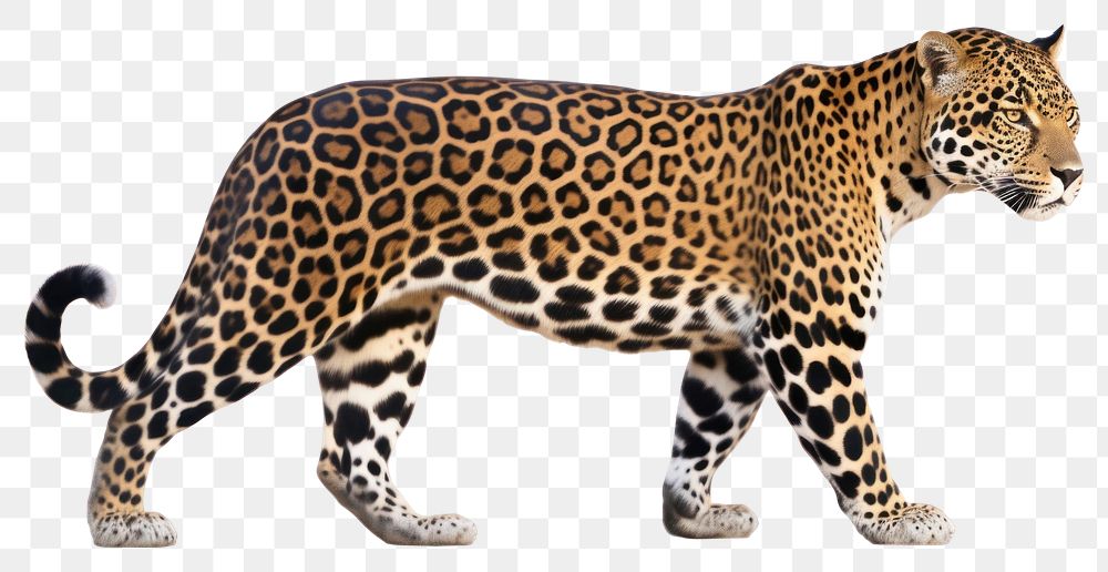 PNG Wildlife leopard mammal animal