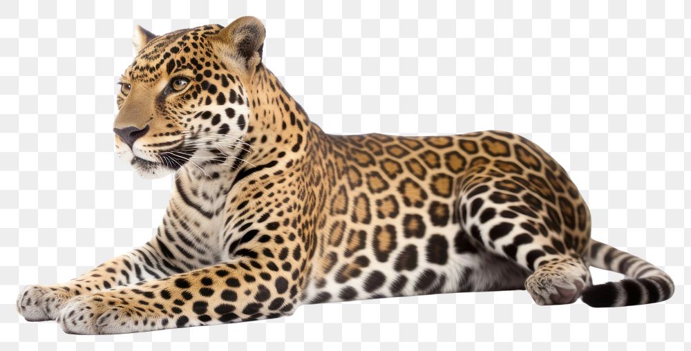 PNG Wildlife leopard animal mammal. AI generated Image by rawpixel.