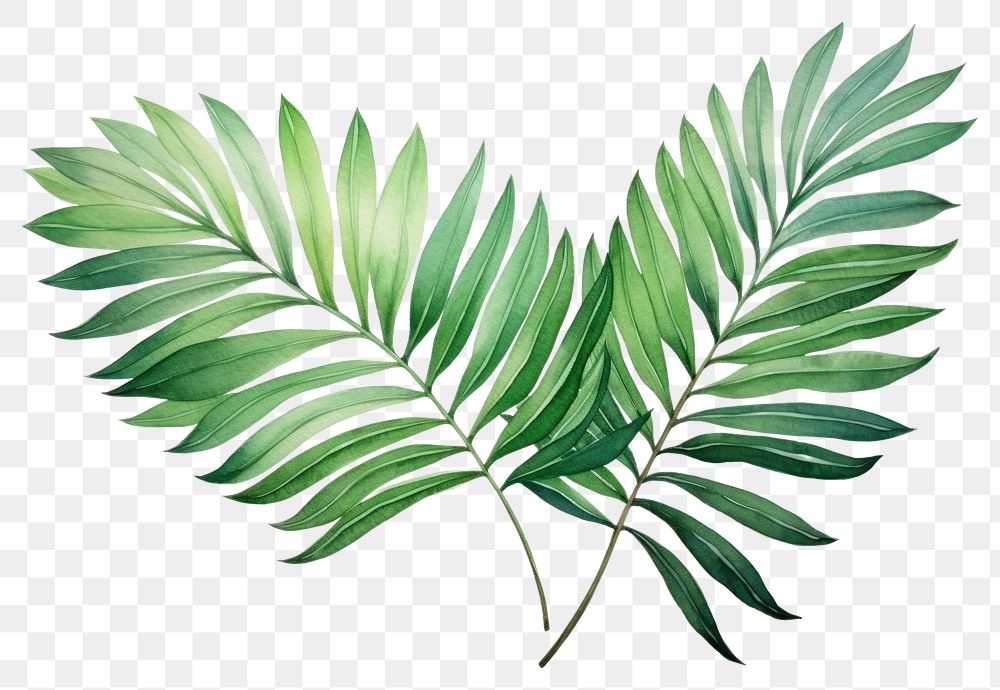 PNG Plant leaf fern tree.