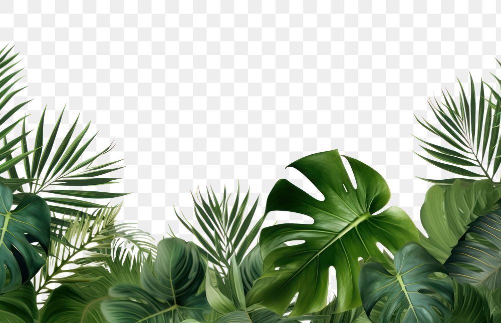 PNG Plant backgrounds vegetation outdoors