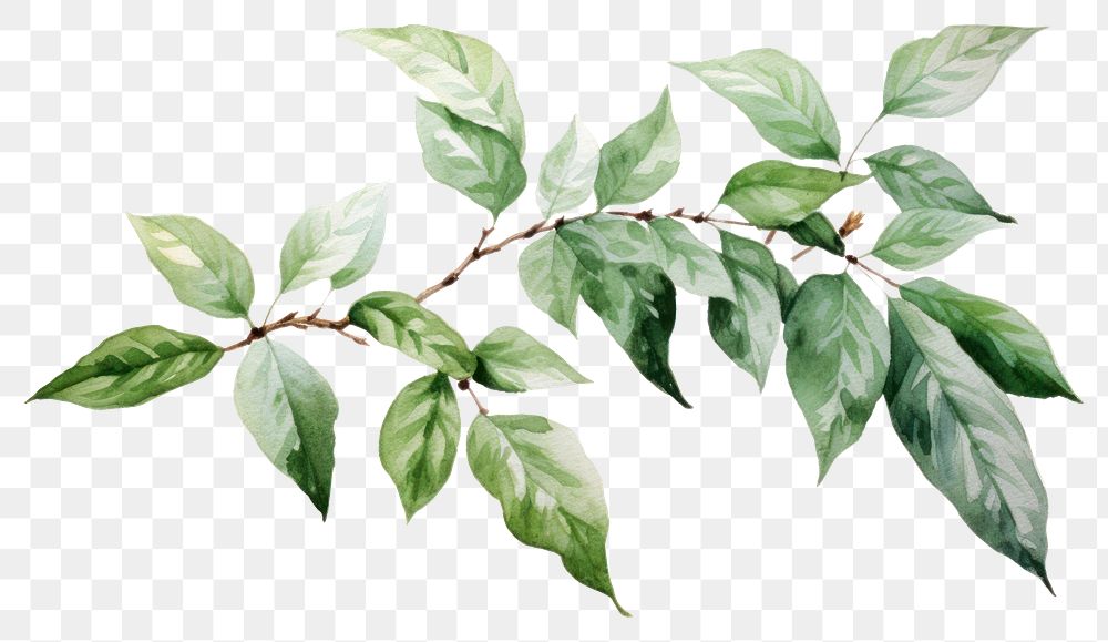 PNG Plant leaf tree transparent background. AI generated Image by rawpixel.