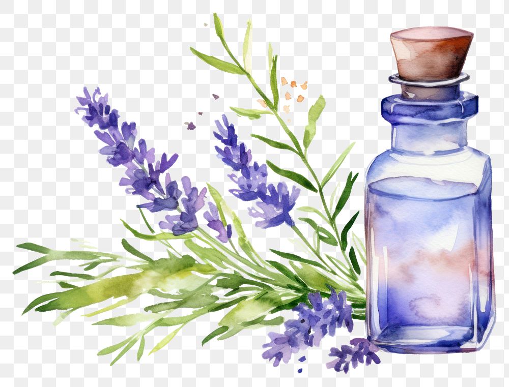 PNG Lavender flower bottle plant. 