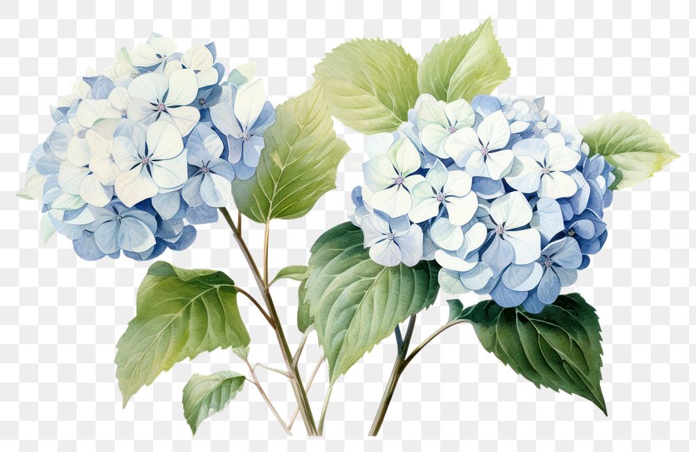 PNG Hydrangea flower plant transparent background