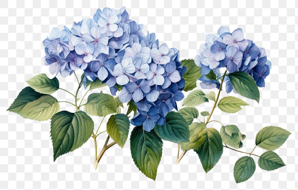 PNG Hydrangea flower plant lilac transparent background