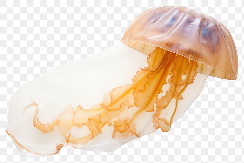 PNG Jellyfish animal invertebrate transparent background