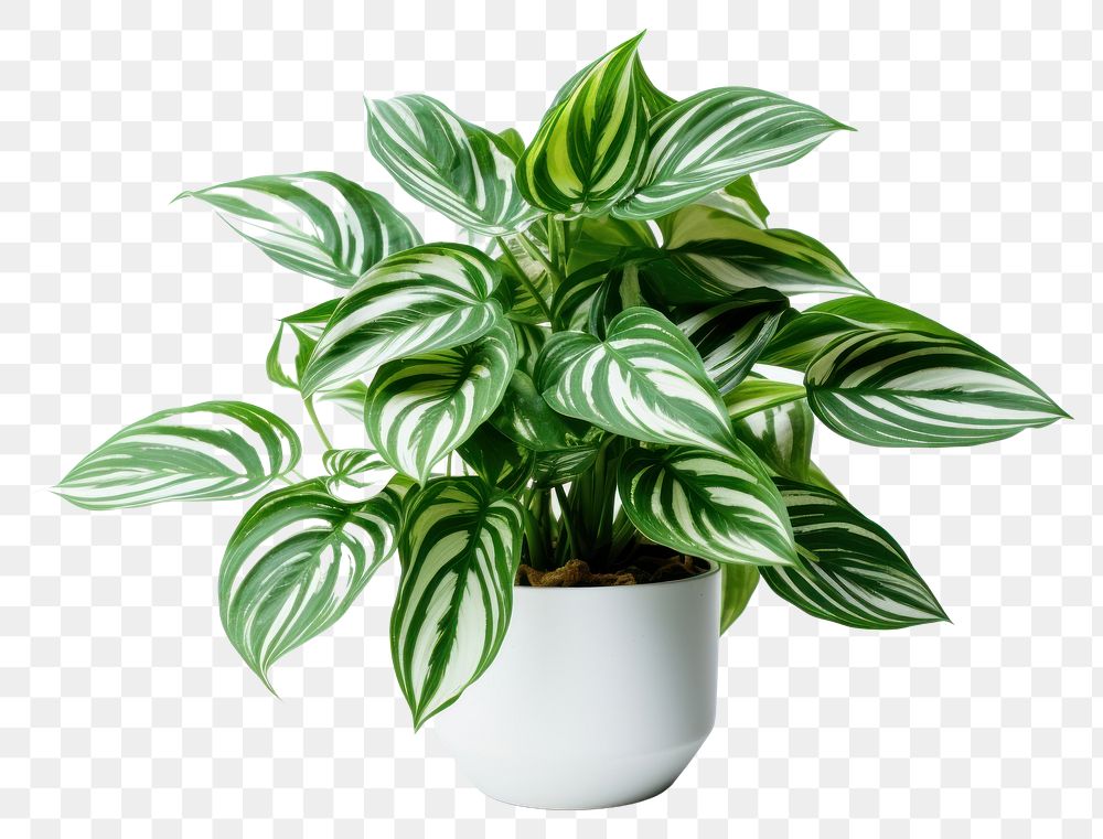 PNG Plant houseplant leaf freshness transparent background