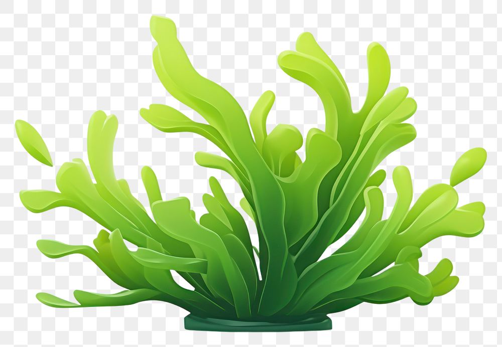 PNG Seaweed plant green leaf. AI generated Image by rawpixel.