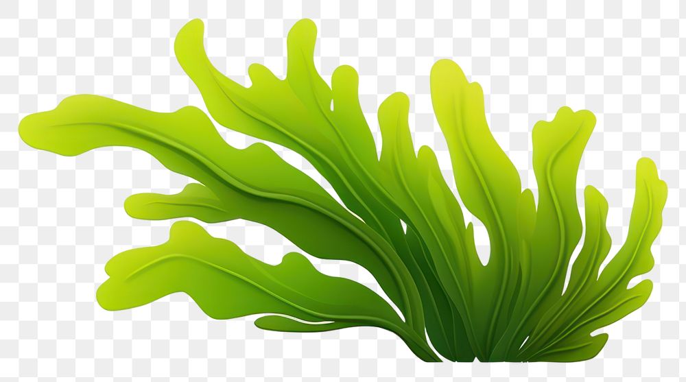 PNG Seaweed green plant leaf. AI generated Image by rawpixel.