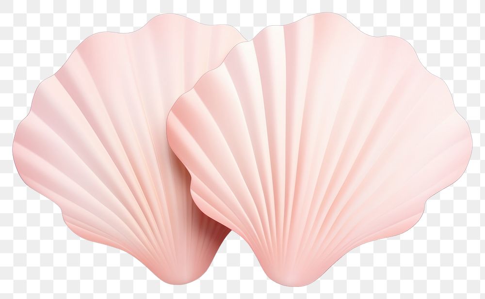 PNG  Seashell clam white background invertebrate. AI generated Image by rawpixel.