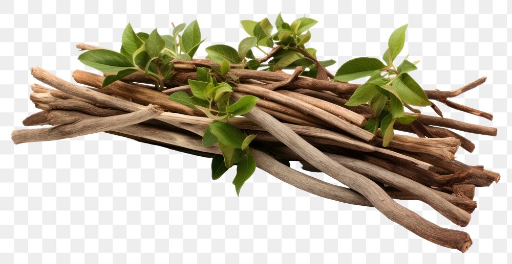 PNG Driftwood branch plant herbs transparent background