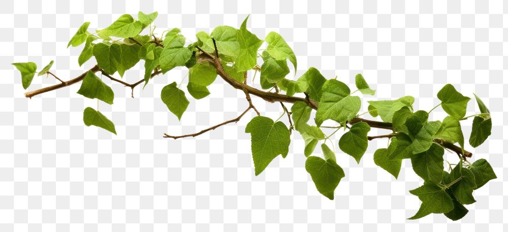 PNG Plant leaf vine ivy transparent background