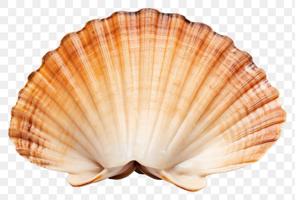 PNG Seafood seashell clam transparent background. AI generated Image by rawpixel.