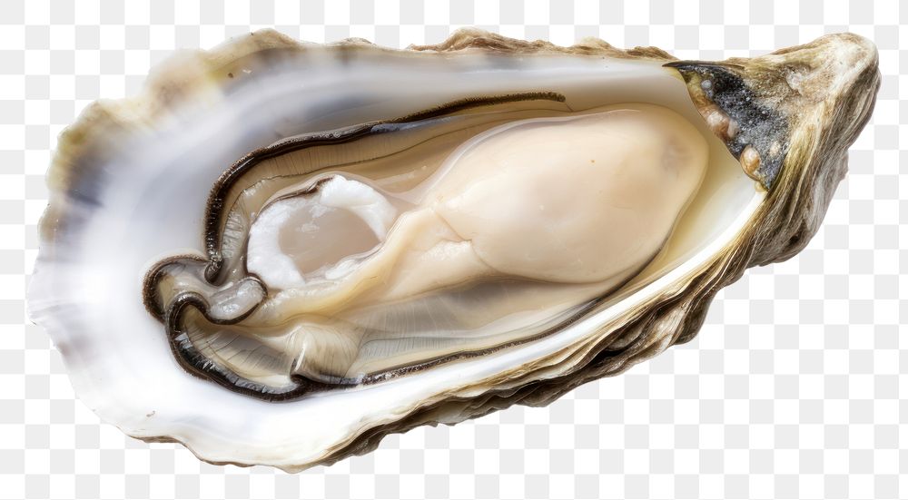 PNG Seafood oyster transparent background invertebrate