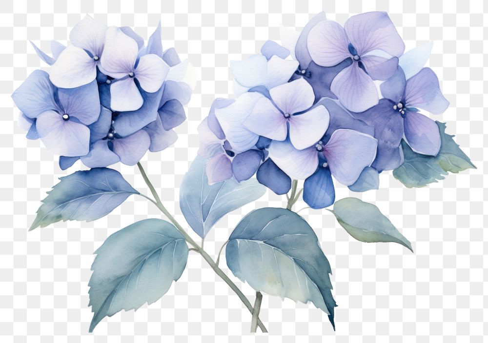 PNG Hydrangea flower petal plant. 