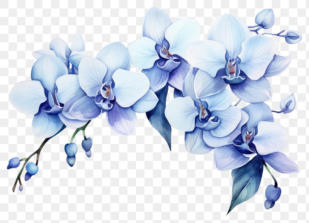 PNG Flower orchid blossom plant transparent background