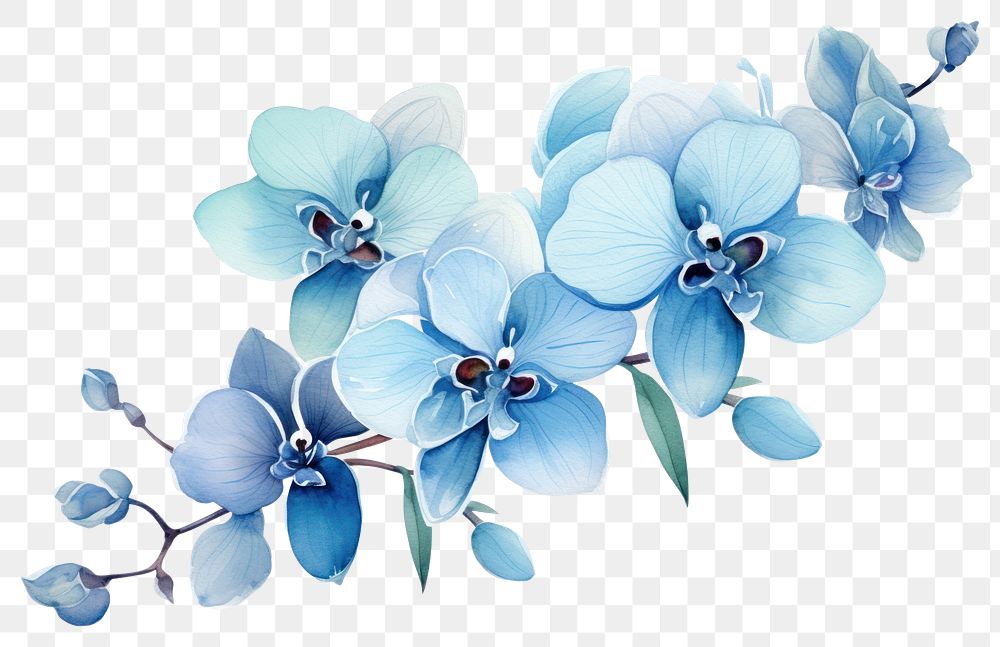 PNG Flower orchid plant blue transparent background